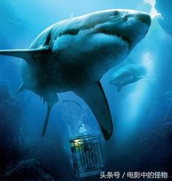 鲨鱼影视在线观看,畅享海量影视资源，尽在指尖
