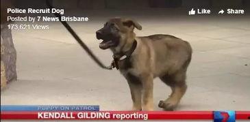警犬来了在线观看,忠诚守护，智慧破案