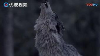 雪狼在线观看,在线观看，探寻雪域狼族的传奇征程