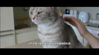 猫的报恩在线观看,温情治愈，感人至深的宠物奇缘